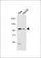 LGR5 antibody (N-term)